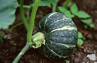 吃瓜捏爆眼球视频下载免费,轻松获取热门内容! 第1张 吃瓜捏爆眼球视频下载免费,轻松获取热门内容! 第1张